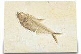 Detailed Fossil Fish (Diplomystus) - Wyoming #322573-1